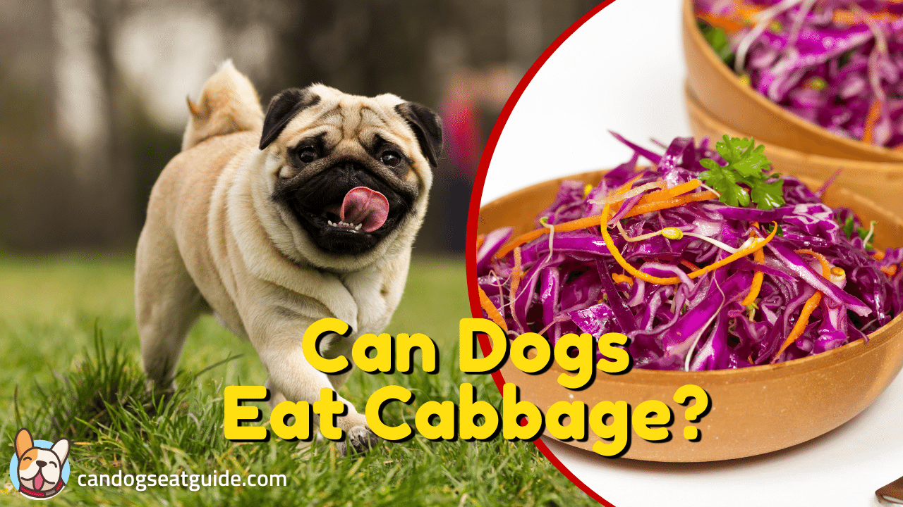 Can Dogs Eat Cabbage
