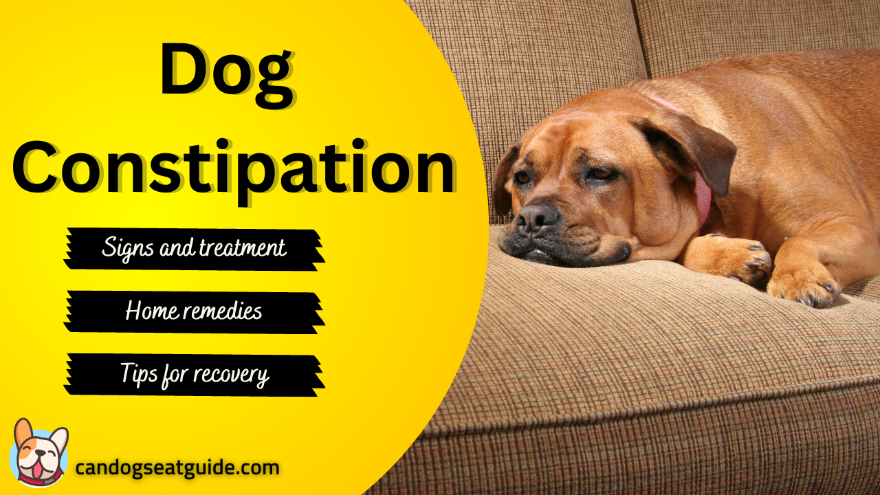 dog constipation