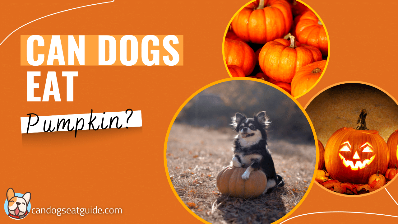 Can Dogs Eat Pumpkin