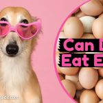 Can Dogs Eat Eggs