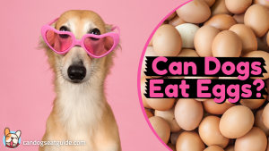 Can Dogs Eat Eggs