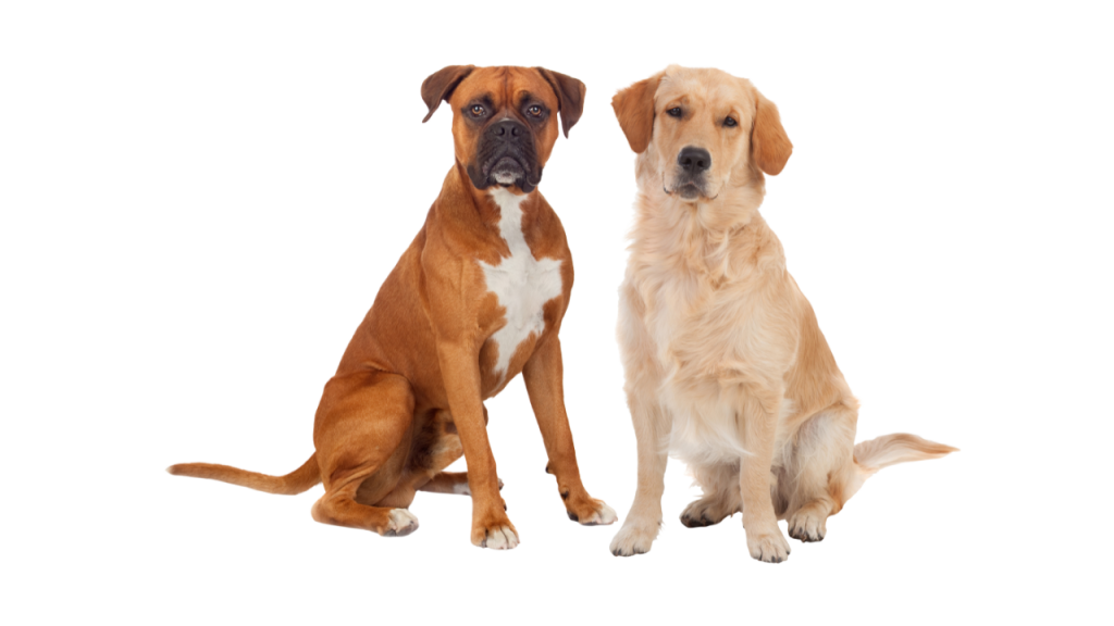 Can Dogs Eat Eggs? Can I Feed My Dog Eggs? 2