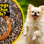 Can Dogs Eat Chia Seeds