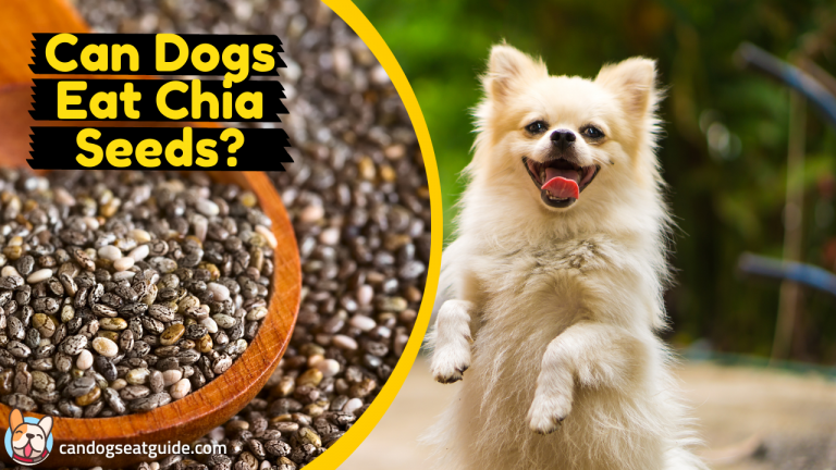 Can Dogs Eat Chia Seeds