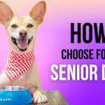 Food For Senior Dogs