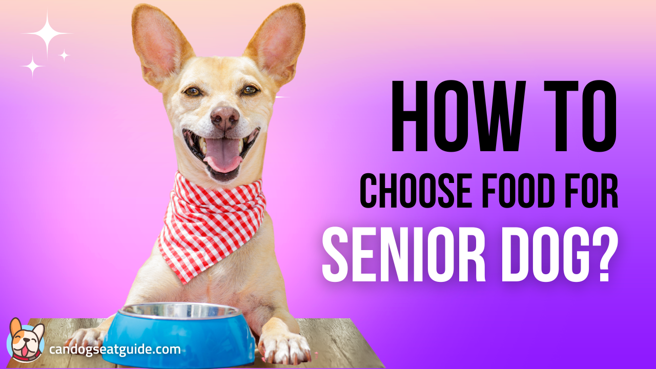 Food For Senior Dogs