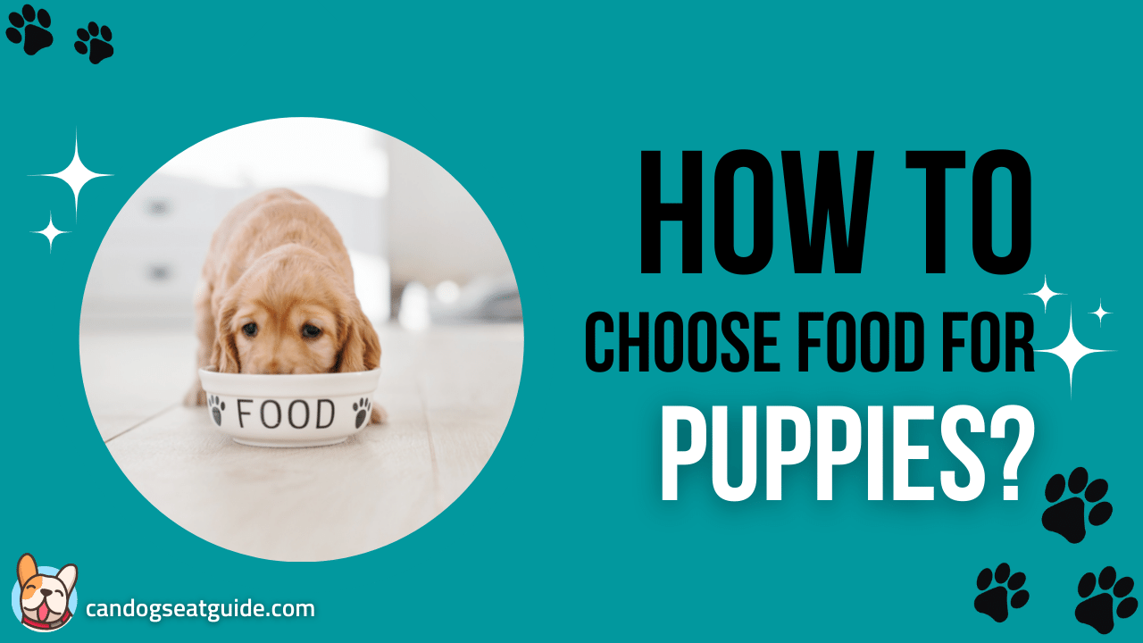 Food for puppies