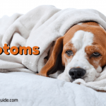 Sick Dog Symptoms