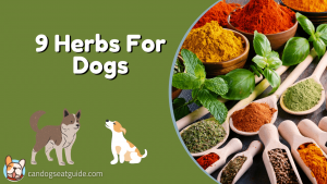 safe herbs for dogs