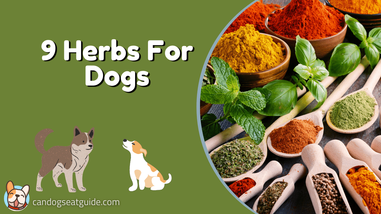 safe herbs for dogs