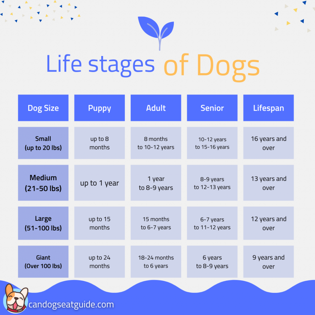 How to Choose The Best Food for Senior Dogs? 2