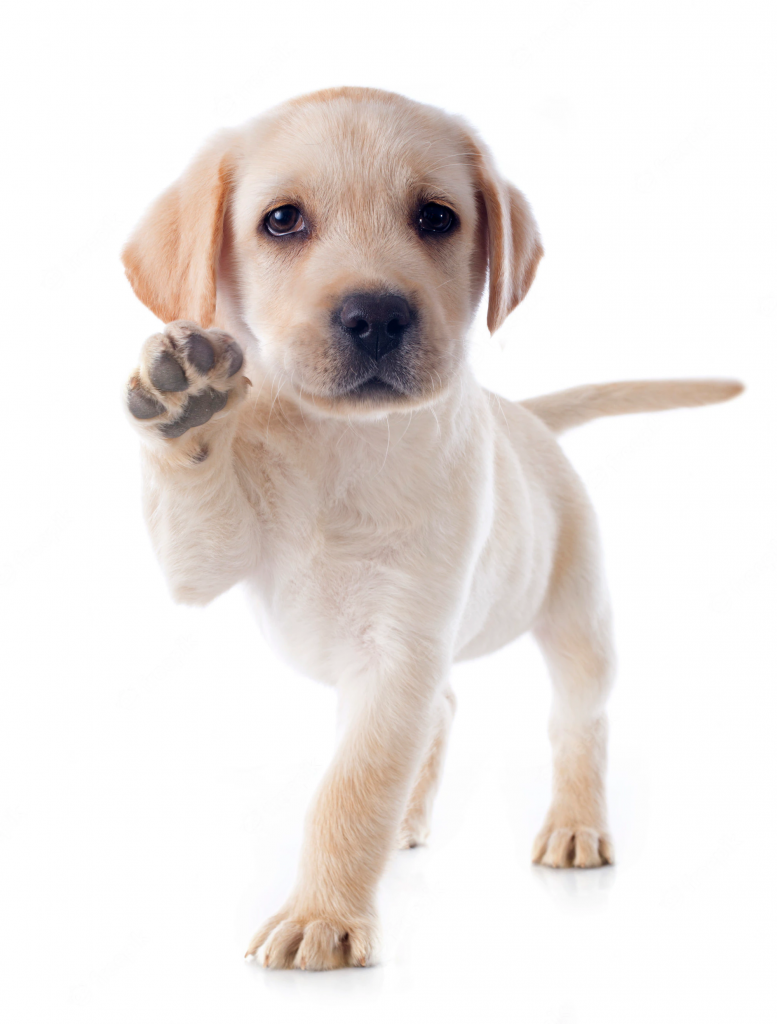 Can Dogs Eat Chia Seeds? Benefits and Nutrients 3