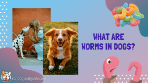 Worms In Dogs