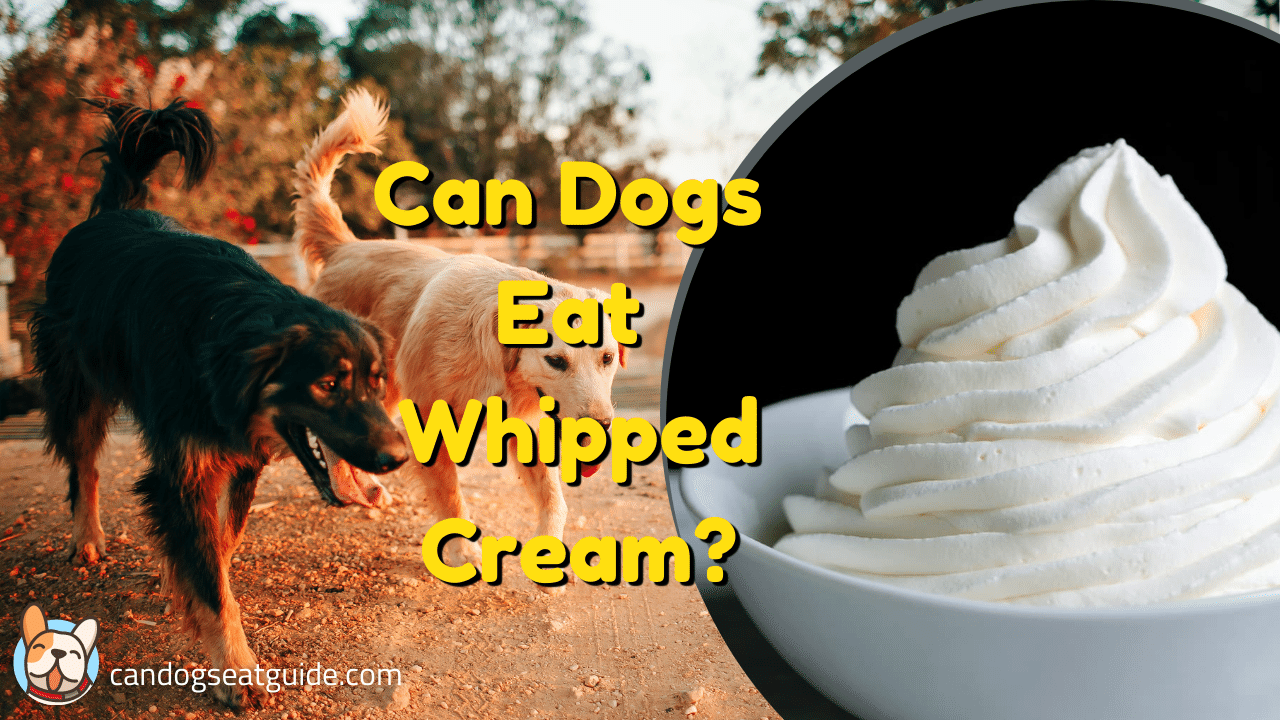 Can Dogs Eat Whipped Cream