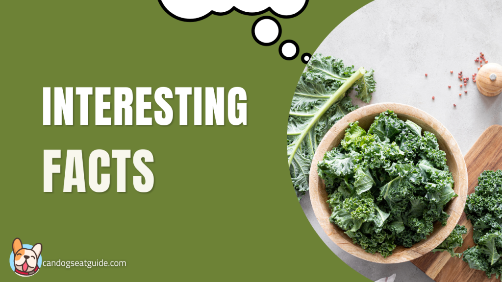 Can Dogs Eat Kale? Benefits & Risks For Your Dog 7
