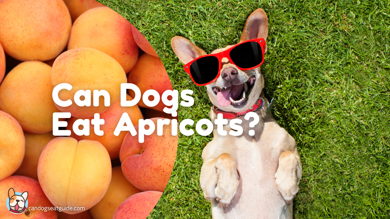 can dogs eat apricots