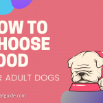Food For Adult Dogs