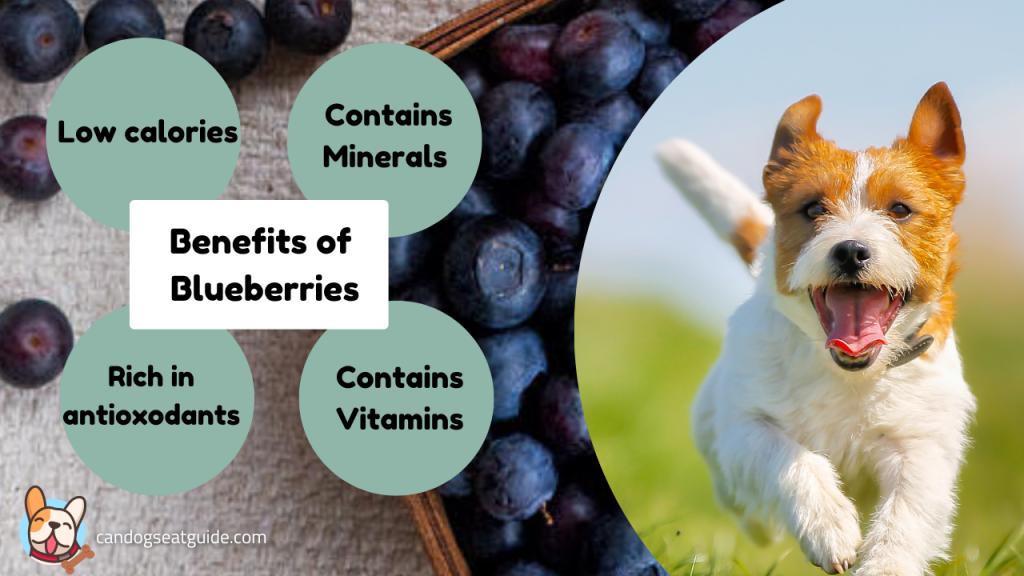 Can Dogs Eat Blueberries? Safe or Dangerous? 2