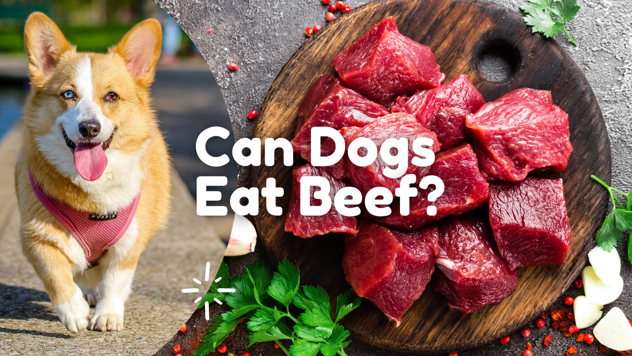 Can Dogs Eat Beef