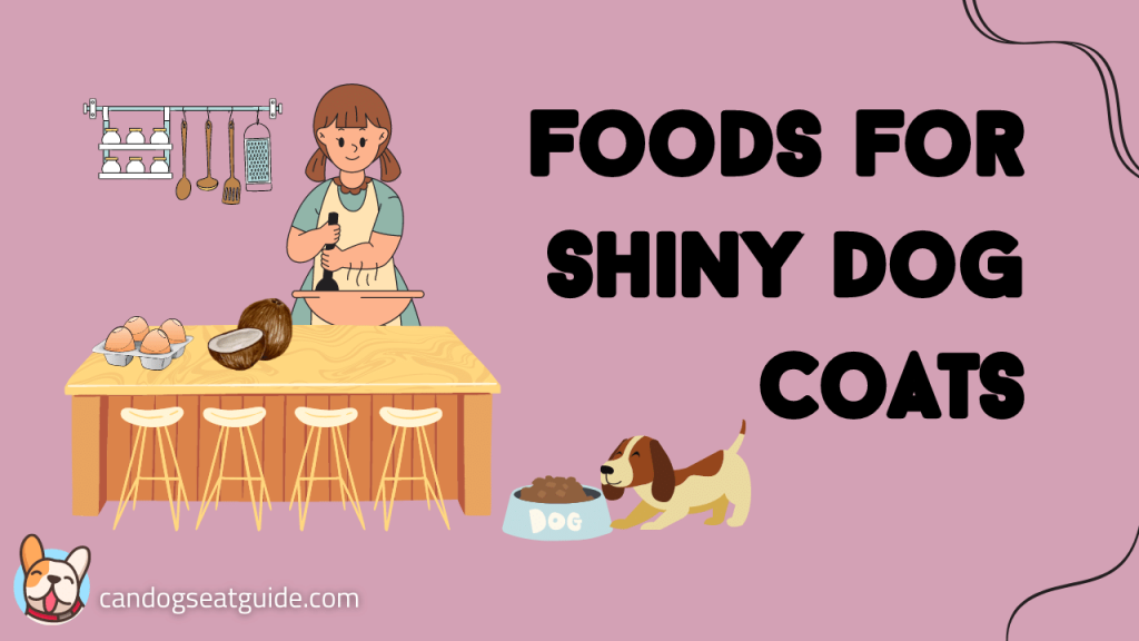 Best Foods & 4 Tips For Shiny Dog Coats [All You Must Know]