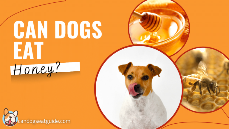 Can Dogs Eat Honey