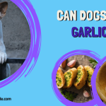 Can Dogs Eat Garlic