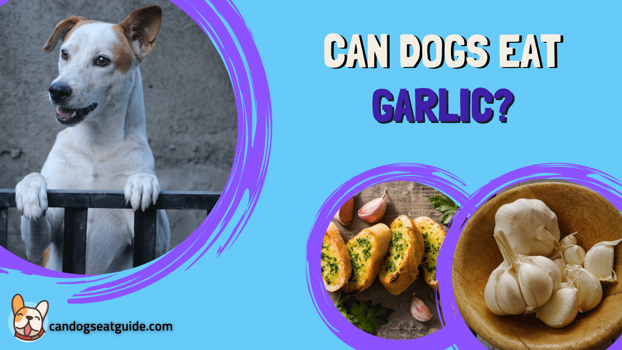 Can Dogs Eat Garlic