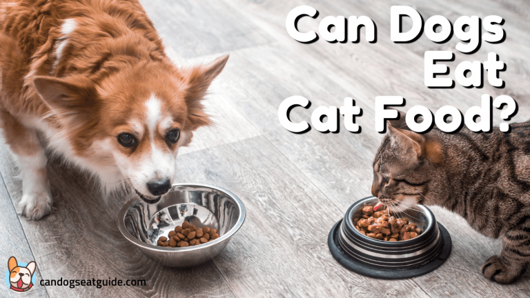 Can Dogs Eat Cat Food