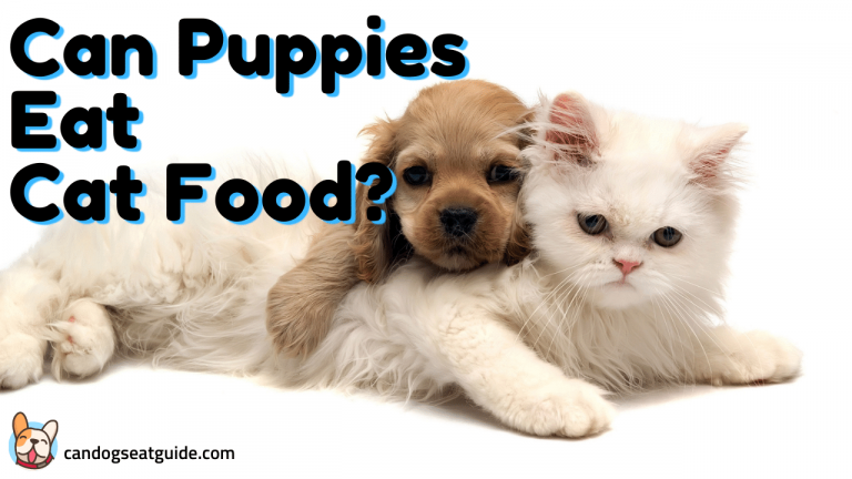 Can Puppies Eat Cat Food