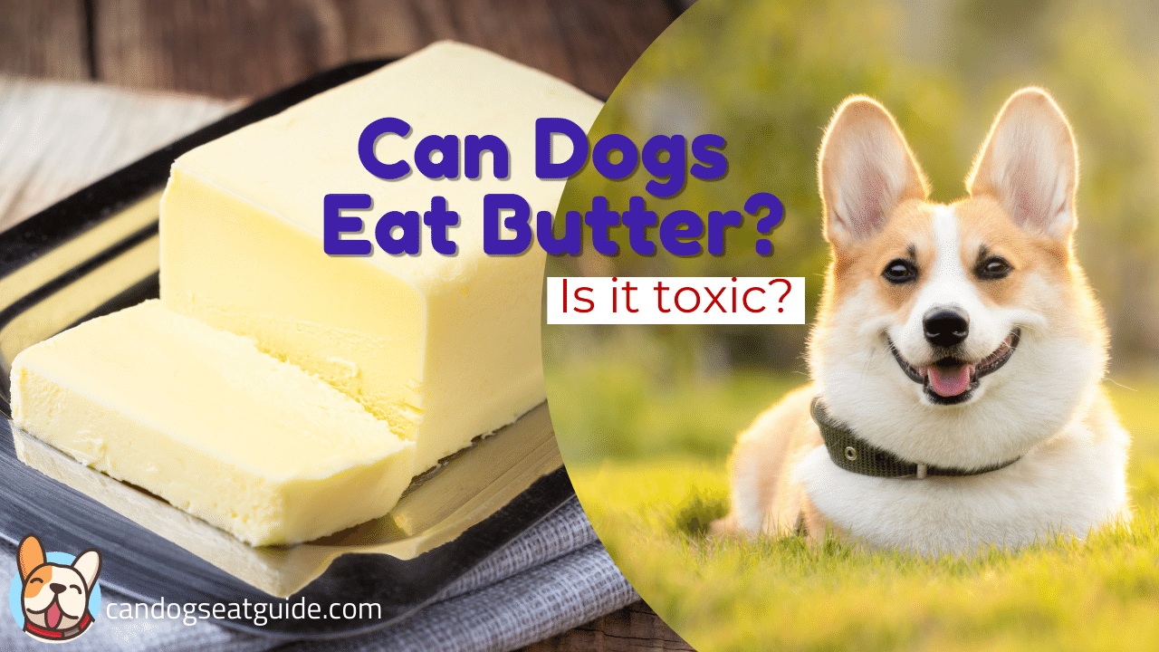 Can Dogs Eat Butter