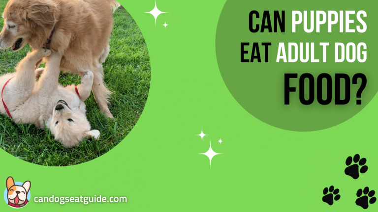 Can Puppies Eat Adult Dog Food