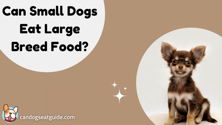 Can Small Dogs Eat Large Breed Food
