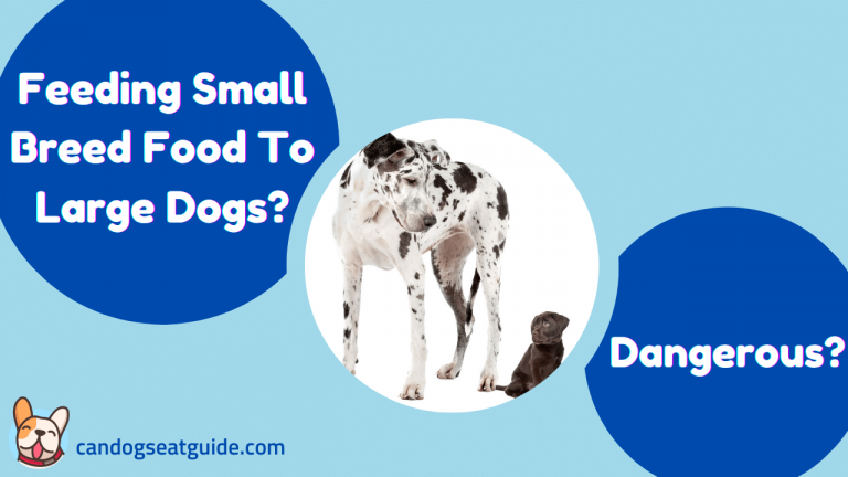 Can Large Dogs Eat Small Breed Food? 6 Can Large Dogs Eat Small Breed Food