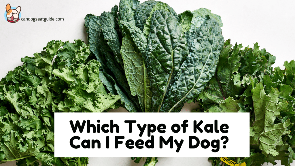 Can Dogs Eat Kale? Benefits & Risks For Your Dog 3