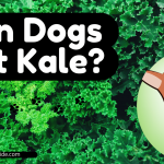 Can Dogs Eat Kale