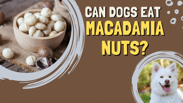 can dogs eat macadamia nuts