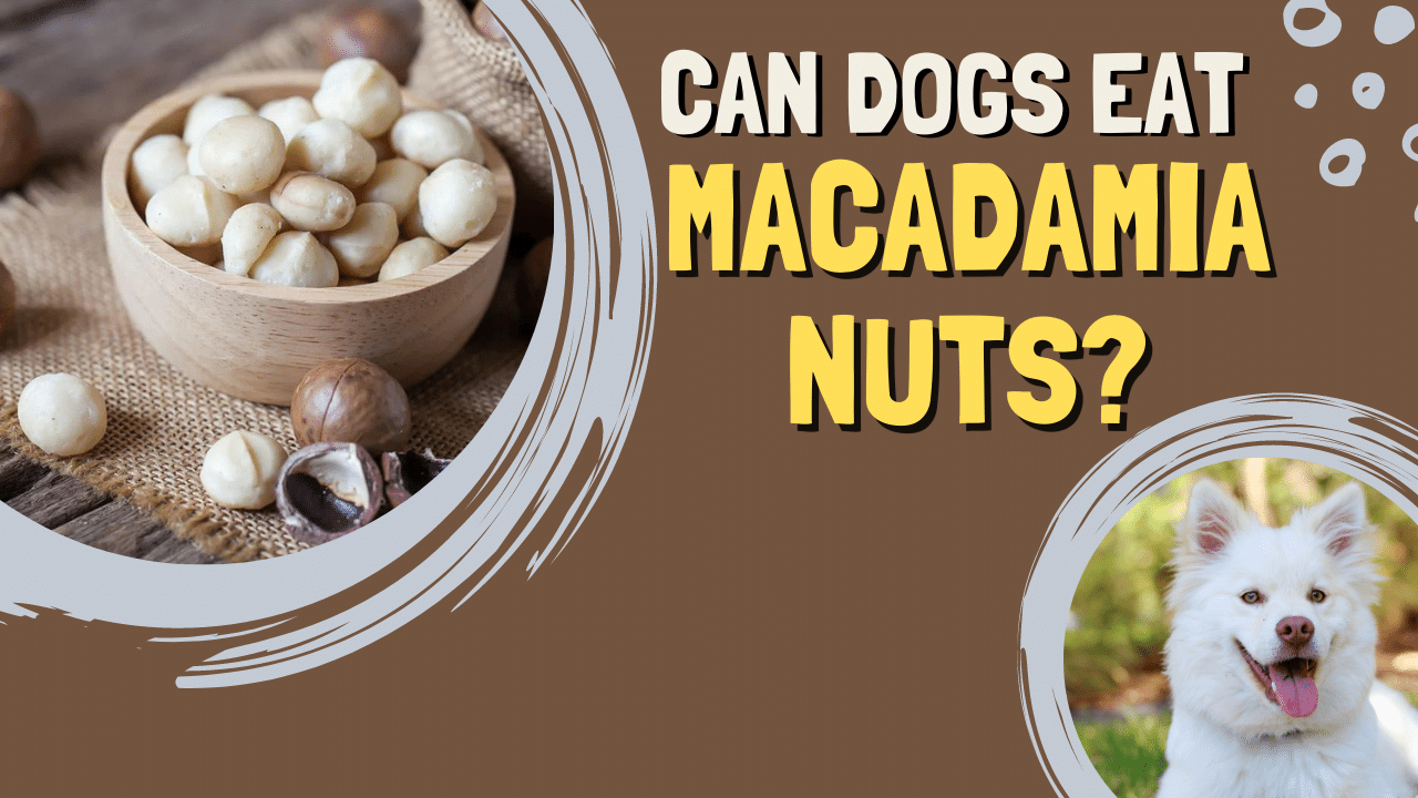 can dogs eat macadamia nuts