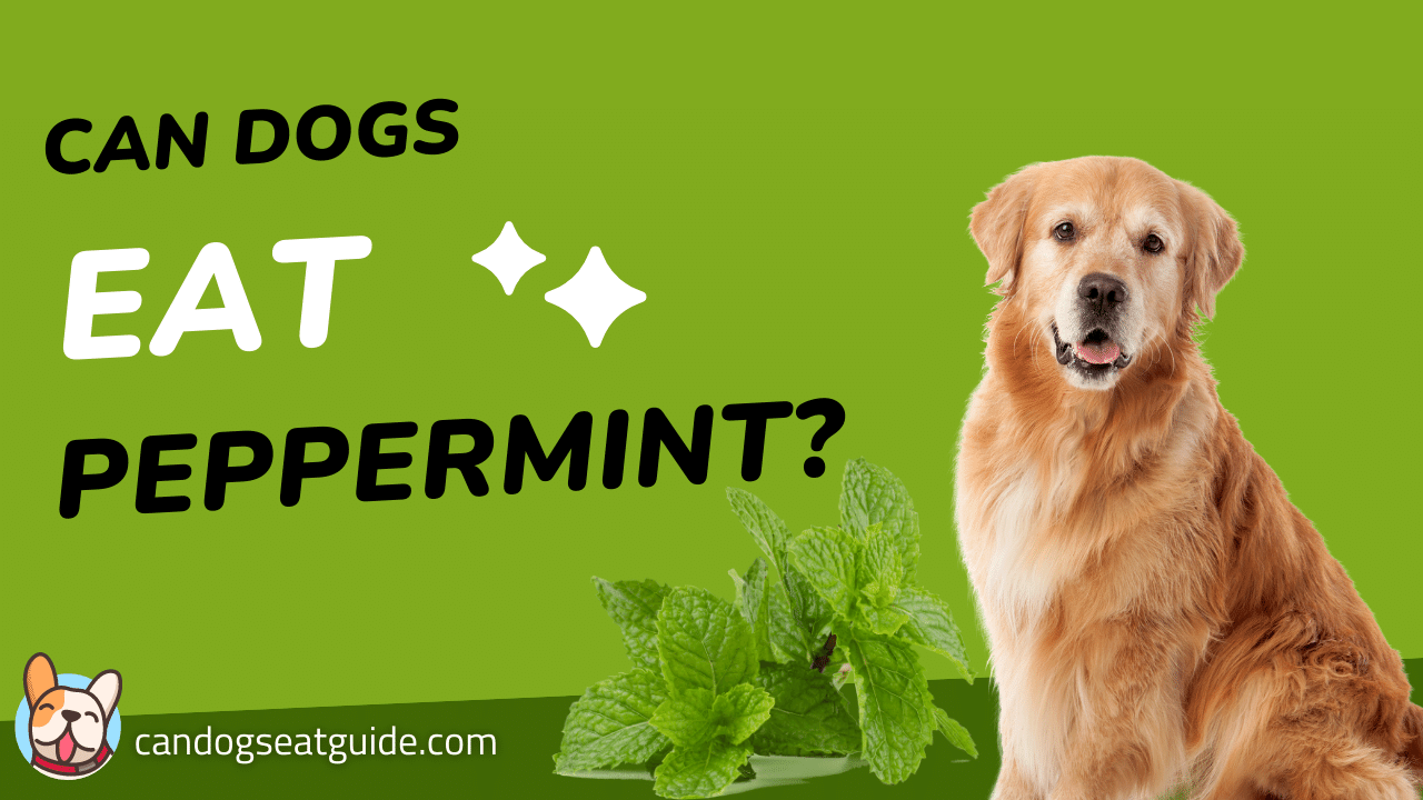 Can Dogs Eat Peppermint