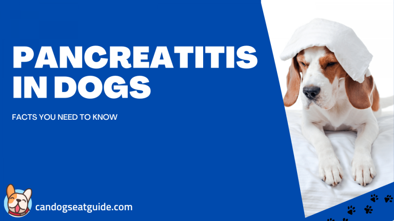 Pancreatitis in dogs