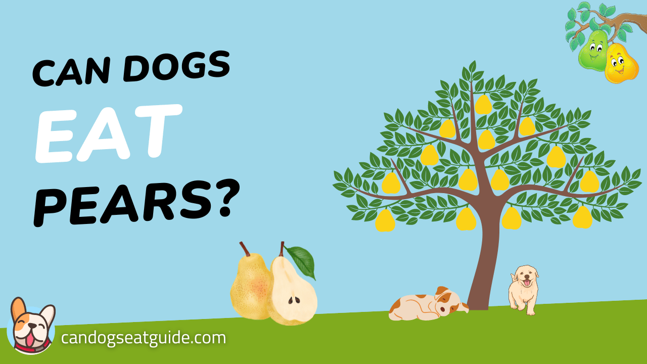 Can Dogs Eat Pears