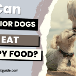 Can Senior Dogs Eat Puppy Food