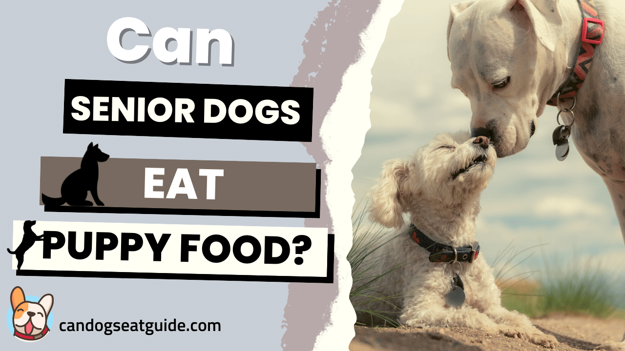Can Senior Dogs Eat Puppy Food