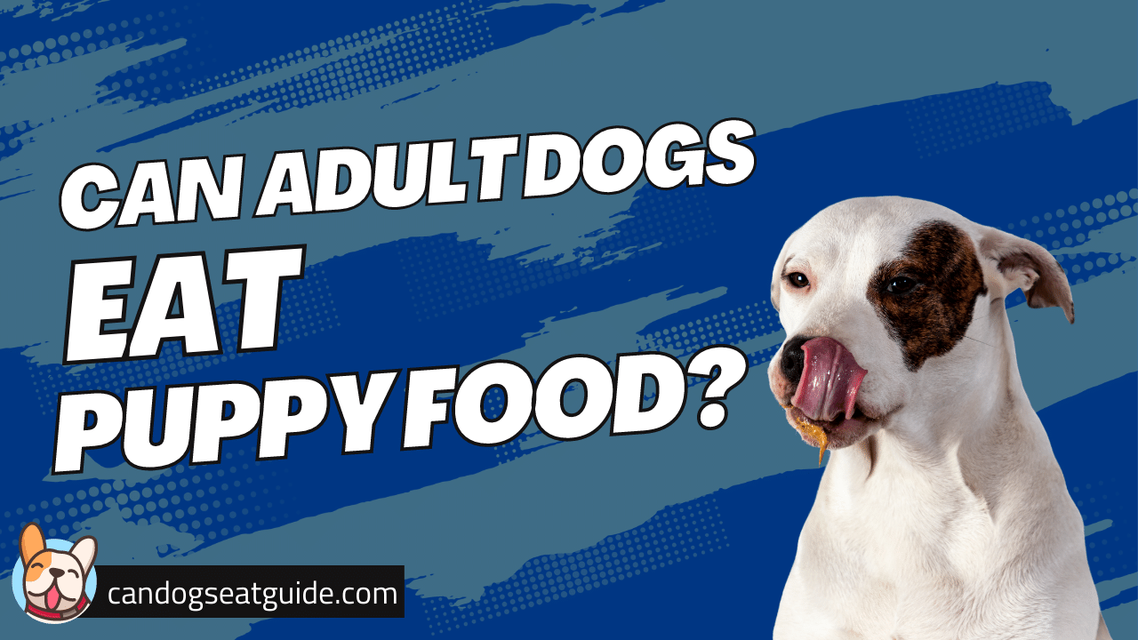 Can Adult Dogs Eat Puppy Food