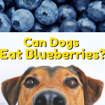 Can dogs eat blueberries