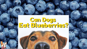 Can dogs eat blueberries