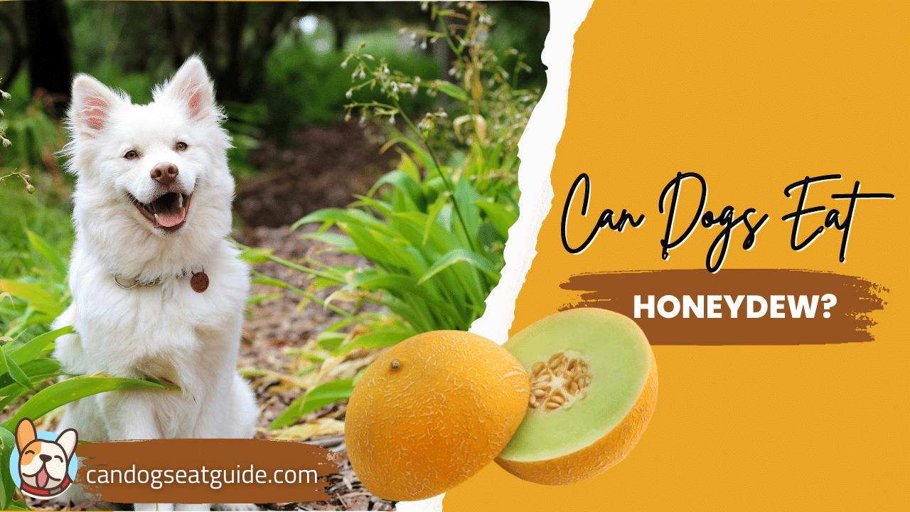 Can Dogs Eat Honeydew