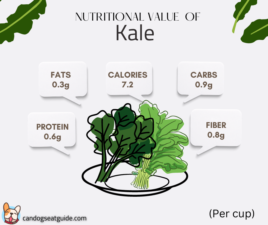 Can Dogs Eat Kale? Benefits & Risks For Your Dog 4