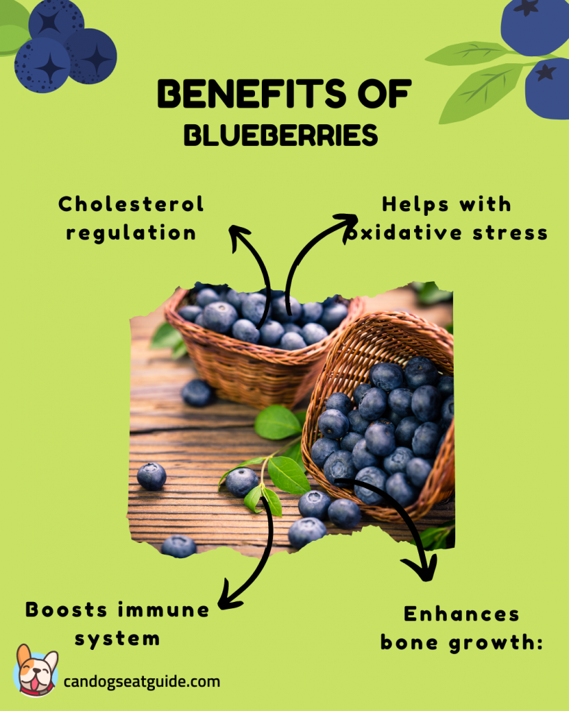 Can Dogs Eat Blueberries? Safe or Dangerous? 3