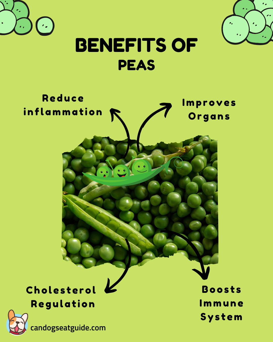 Can Dogs Eat Peas? Important Facts You Must Know [2023]
