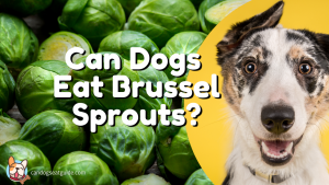 Can dogs eat brussel sprouts